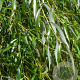 Salix nigra 100-125 cm wortelgoed autochtoon