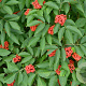 Sambucus racemosa 60-80 cm wortelgoed 1/0 