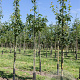 Sorbus torminalis 175-200 cm wortelgoed