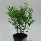 Spiraea jap. 'Genpei' 20-40 cm wortelgoed 0/2 2-3 tak