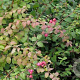 Symphoricarpos chenaultii 50-80 cm wortelgoed 0/1 2-3 tak
