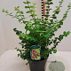 Symphoricarpos d. 'Magic Berry' 40-60 cm wortelgoed 0/2 3 tak