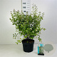 Symphoricarpos d. 'White Hedge' 50-80 cm wortelgoed 0/1 2-3 tak