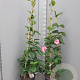 Mandevilla am. 'Alice du Pont' 150-160 cm 14L piramide