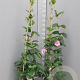 Mandevilla am. 'Alice du Pont' 150-160 cm 14L piramide