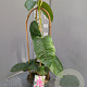 Mandevilla am. 'Alice du Pont' 50-70 cm 4,5L boog