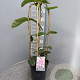 Mandevilla am. 'Alice du Pont' 50-70 cm 4,5L boog