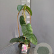 Mandevilla am. 'Alice du Pont' 50-70 cm 4,5L boog