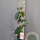 Mandevilla am. 'Alice du Pont' 60-80 cm 4,5L piramide