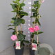 Mandevilla am. 'Alice du Pont' 60-80 cm 4,5L piramide