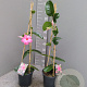 Mandevilla am. 'Alice du Pont' 60-80 cm 4,5L piramide