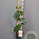 Mandevilla am. 'Alice du Pont' 60-80 cm 4,5L piramide