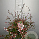 Abelia grandiflora 50-60 cm 7,5L