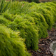 Acacia cognata 'Limelight' 80-100 cm 20L breed