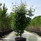 Acer griseum 150-175 cm 50L