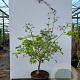 Acer japonicum 'Aconitifolium' 125-150 cm 20L