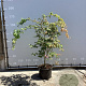 Acer japonicum 'Aconitifolium' 125-150 cm 35L