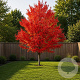 Acer pal. 'Autumn Glory' 300-350 cm cont. 180L