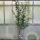 Acer pal. 'Atropurpureum' 150-175 cm 20L