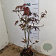 Acer pal. 'Atropurpureum' 30-40 cm 3,0L