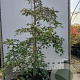 Acer pal. 'Dissectum' 125-150 cm 35L solitair