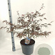 Acer pal. 'Garnet' 60-70 cm 10L