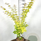 Acer pal. 'Orange Dream' 100-125 cm 12L