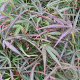 Acer pal. 'Villa Taranto' 150-175 cm 20L