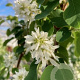 Amelanchier aln. 'Obelisk' 200-250 cm 35L