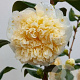 Camellia j. 'Brushfield's Yellow' 40-60 cm 7,5L