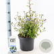 Ceratostigma willmottianum 30-40 cm 3,0L