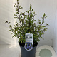 Ceratostigma willmottianum 30-40 cm 3,0L