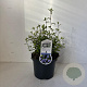 Ceratostigma willmottianum 30-40 cm 3,0L