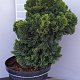 Chamaecyparis o. 'Nana Gracilis' 25-30 cm 7,5L