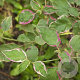 Cornus alternifolia Pinky Spot 175-200 cm 50L