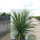 Cordyline australis 300-350 cm cont. 230L