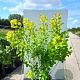 Cotinus cog. Golden Spirit 125-150 cm 20L