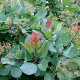 Cotinus cog. 'Old Fashioned' 250-300 cm cont. 80L