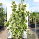 Cornus hongkongensis 200-250 cm 50L