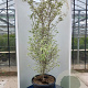Cornus k. 'Re Tivano' 200-250 cm cont. 80L