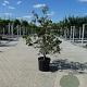 Cornus k. 'Satomi' 150-175 cm 20L