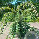 Cotoneaster lacteus 175-200 cm 20L 3 stok