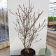 Cornus nuttallii 'Portlemouth' 175-200 cm cont. 80L
