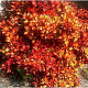 Coprosma 'Pina Colada' 80-100 cm 20L