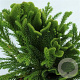Cryptomeria j. Serama 60-70 cm 20L