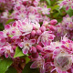 Deutzia hybrida 'Strawberry Fields' 125-150 cm 20L