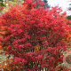 Enkianthus camp. 'Red Bells' 150-175 cm 50L