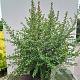 Escallonia 'Apple Blossom' 100-125 cm 20L