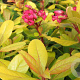 Escallonia laevis 'Gold Ellen' 60-80 cm 20L breed
