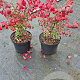 Euonymus alat. 'Compactus' 40-60 cm 7,5L